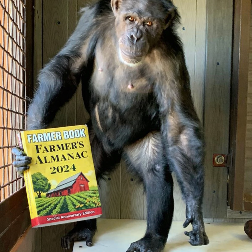 Solomon, a 34-year-old male chimpanzee, holds a copy of the Farmer's Almanac at Curragh Wildlife Sanctuary, Queensland.